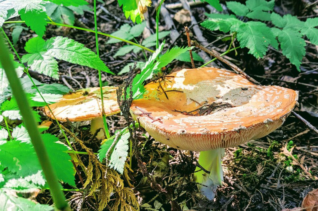 Kitimat Hiking Trails