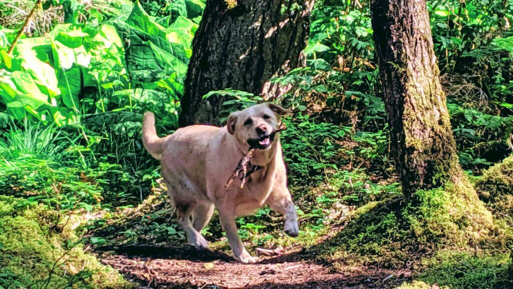 Hiking in Kitimat