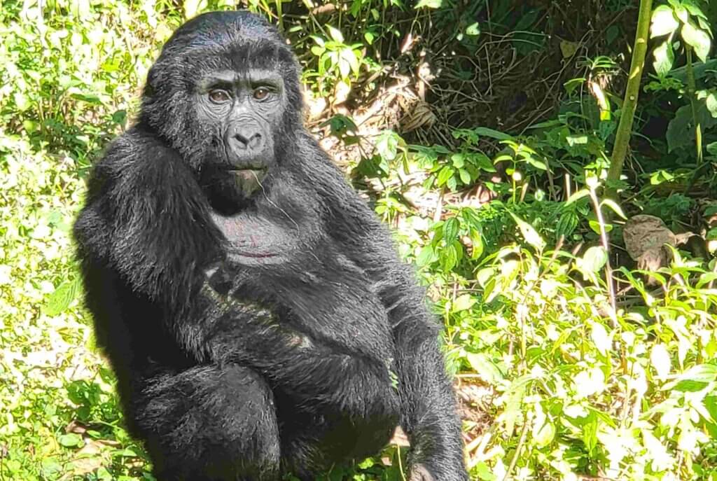 Mountain Gorillas trekking