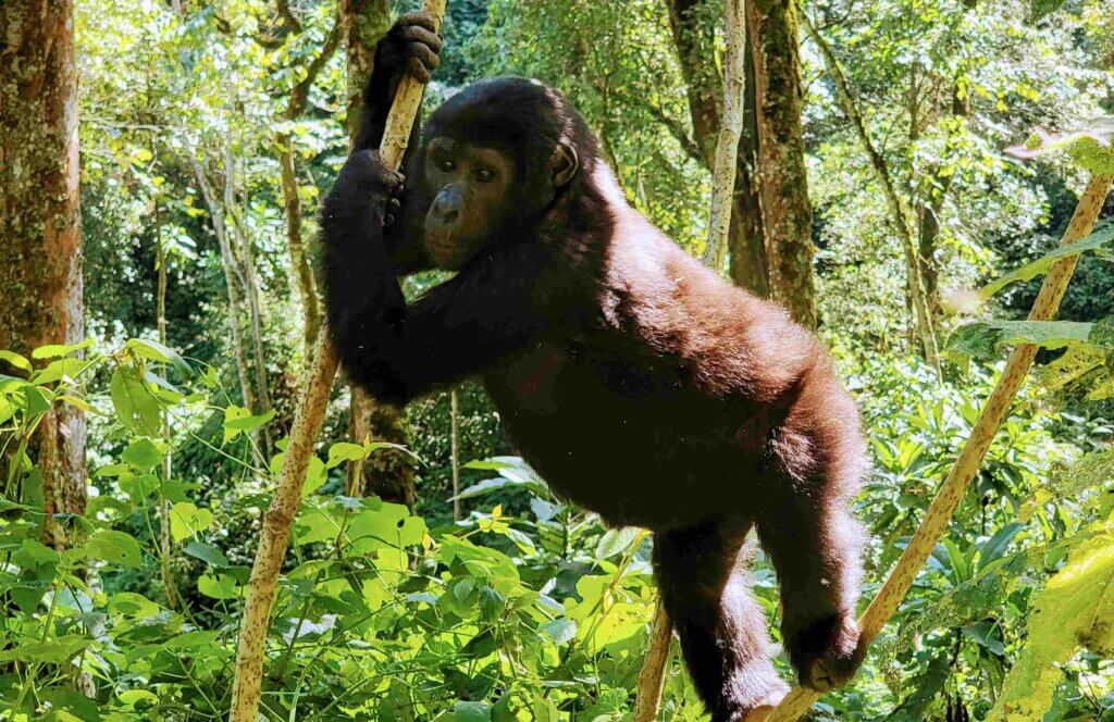 Mountain Gorillas trekking, Uganda gorilla trekking