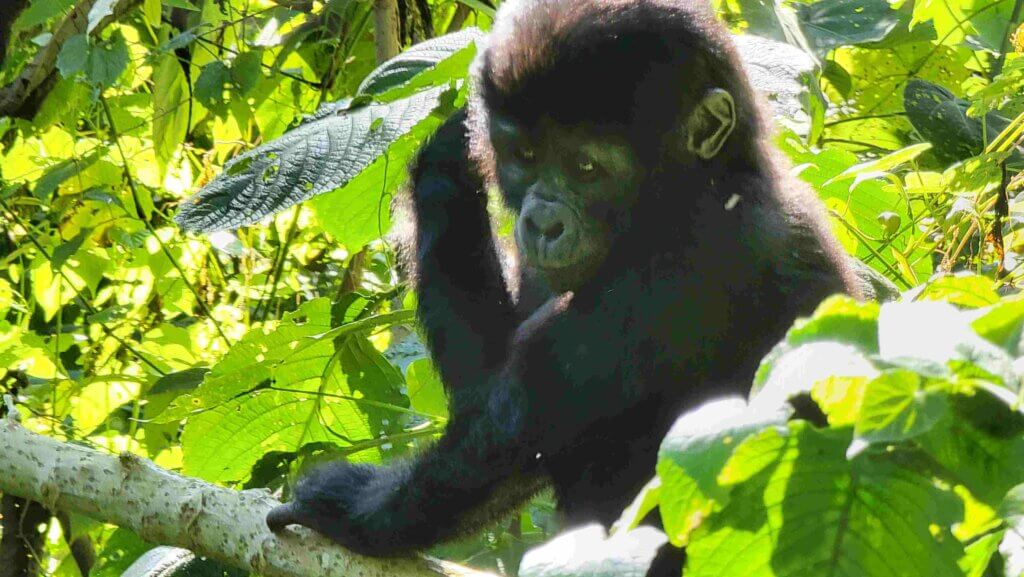 Uganda Gorilla trekking