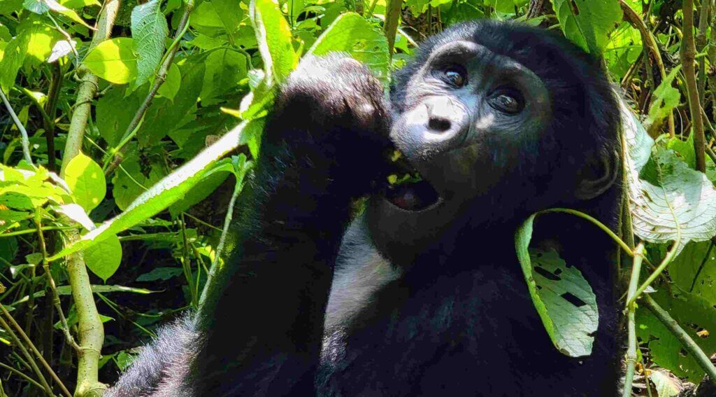 Uganda Gorilla trekking, Gorilla trekking Bwindi